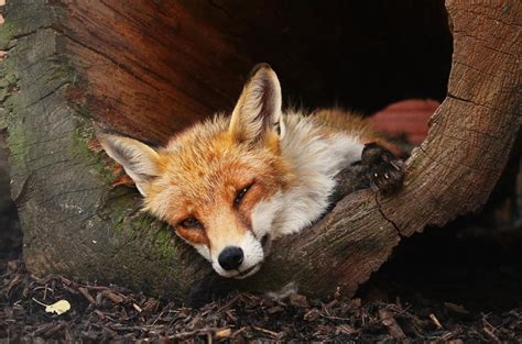 kam za zvířátky středočeský kraj|Zoo a zooparky středních Čech: Kam vyrazit na výlet。